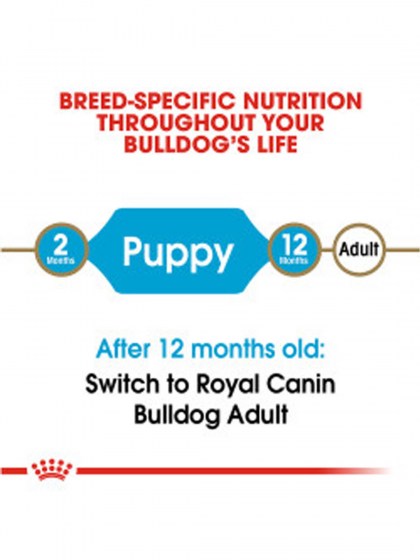 BHN BULLDOG PUPPY 3K_web4